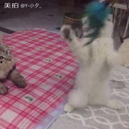 吃瓜群众曾大爷